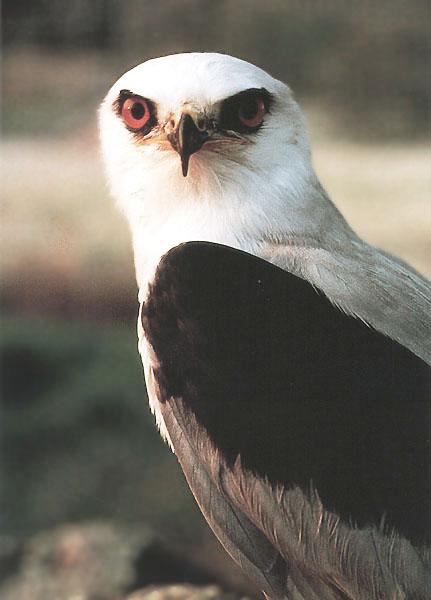 Black-shouldered Kite 01-Closeup.jpg