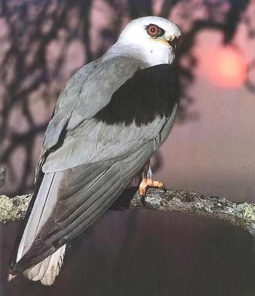 Black-shouldered Kite 03-On Branch-Rear View.jpg