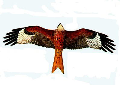 Red Kite-in flight-painting.jpg