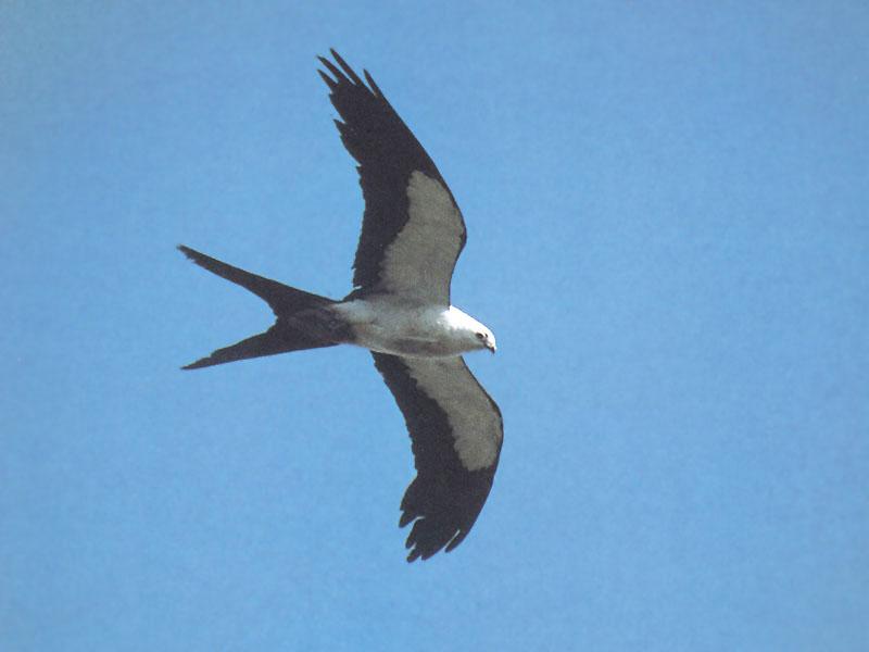 Swallow-tailed Kite 01-In Flight.jpg