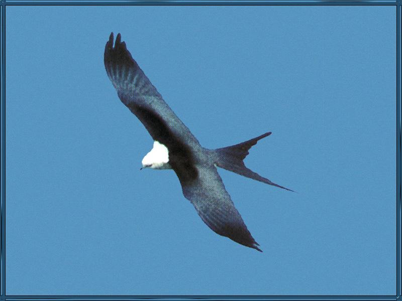 Swallow-tailed Kite 01-White-headed Bird Of Prey-In Flight.jpg