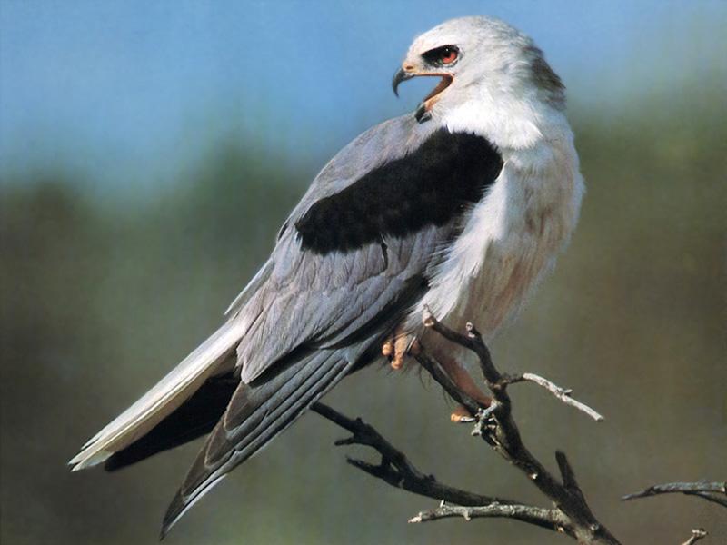 White-tailed Kite 01-On branch-Looks back.jpg