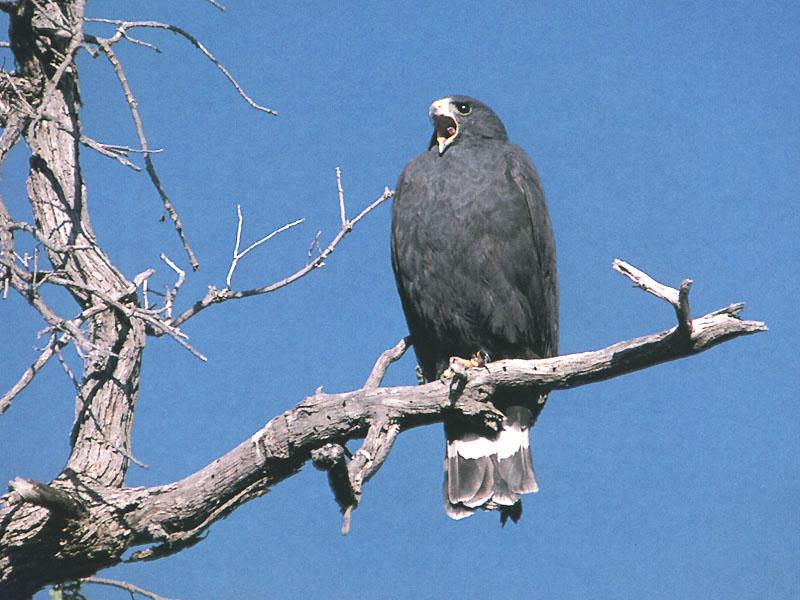Zone-tailed Kite 00-Calls On branch.jpg