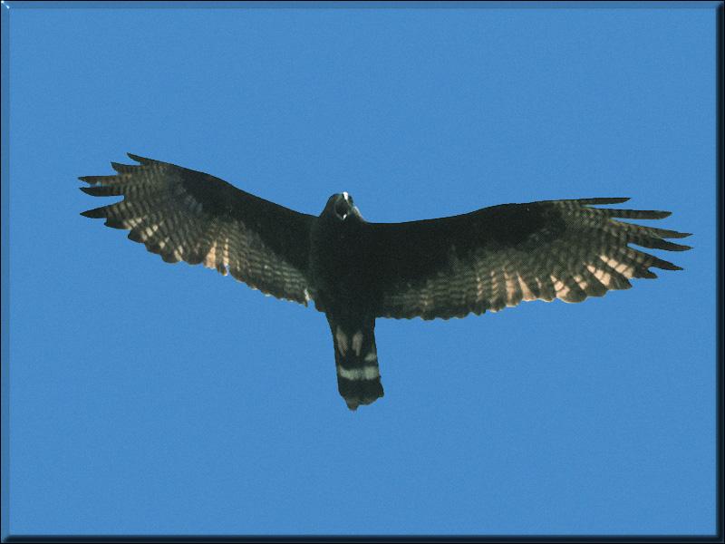 Zone-tailed Kite 01-In Flight.jpg