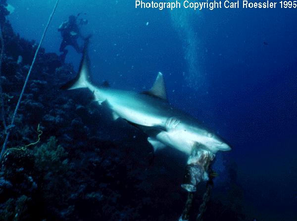 reefshark-Shortnose Blacktail Reef Shark.jpg