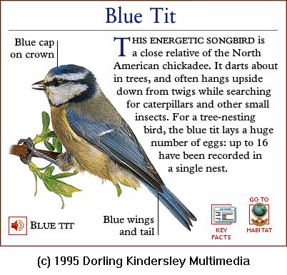 DKMMNature-Songbird-Blue Tit.gif