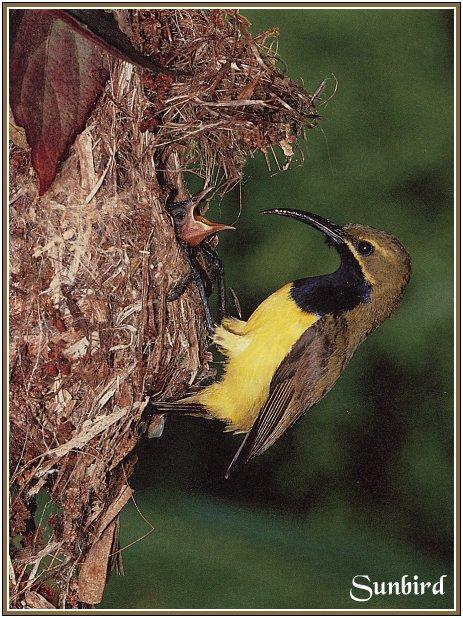 bird-027-Sunbird-Mom nursing chick.jpg