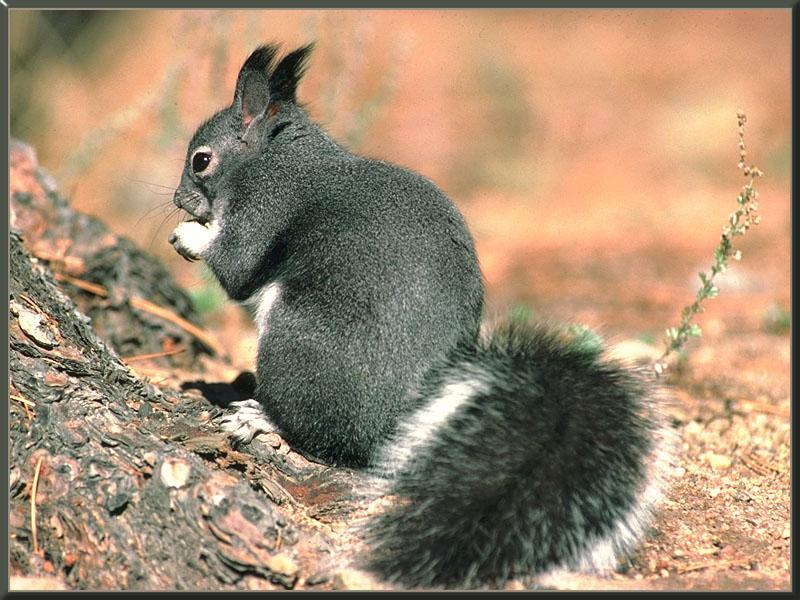 Tassel-eared Squirrel 01.jpg