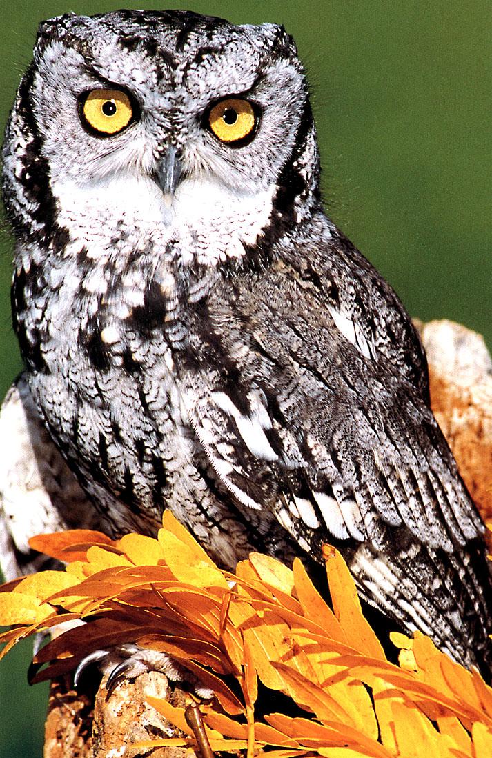 KsW-NWF-Screech Owl-closeup on tree.jpg