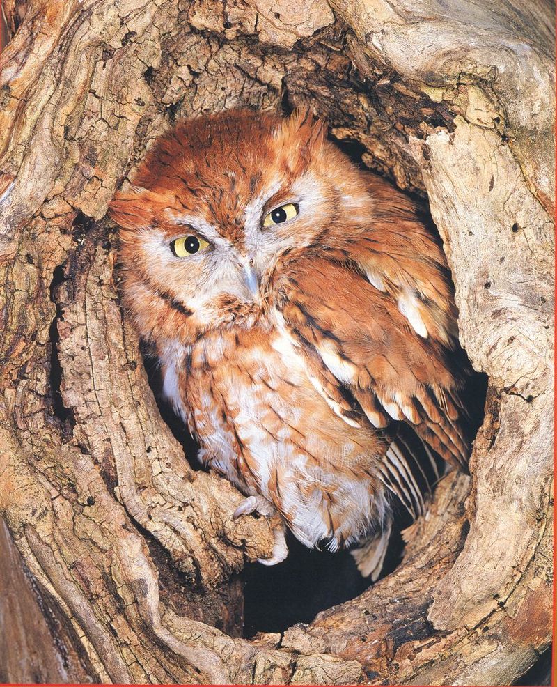 Screech Owl-by Joel Williams.jpg