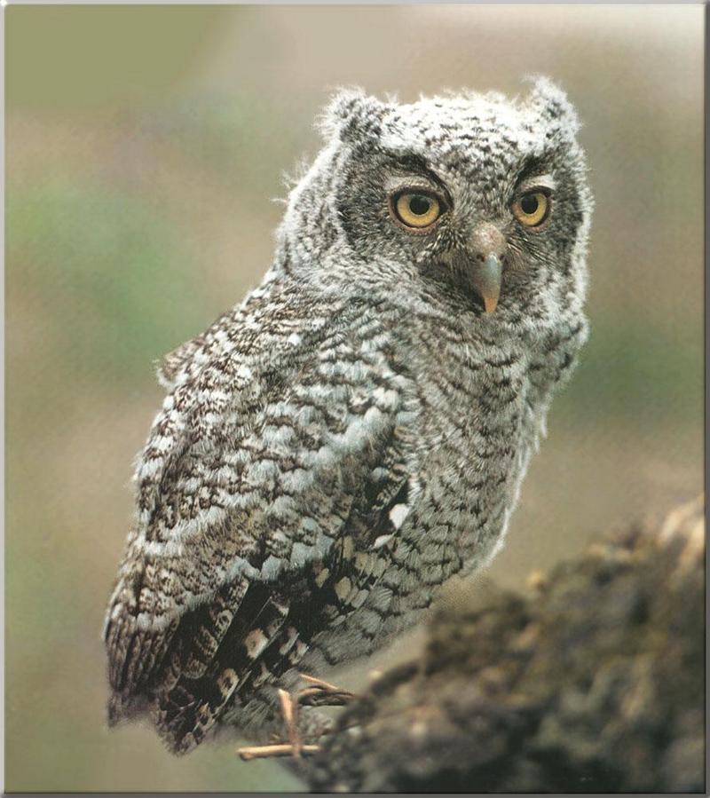 Screech Owl 17-Perching on branch-Closeup.JPG