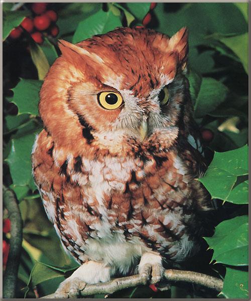 Screech Owl On Tree-Closeup.jpg
