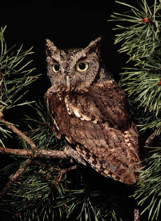 Screech Owl-On Pine Tree.jpg