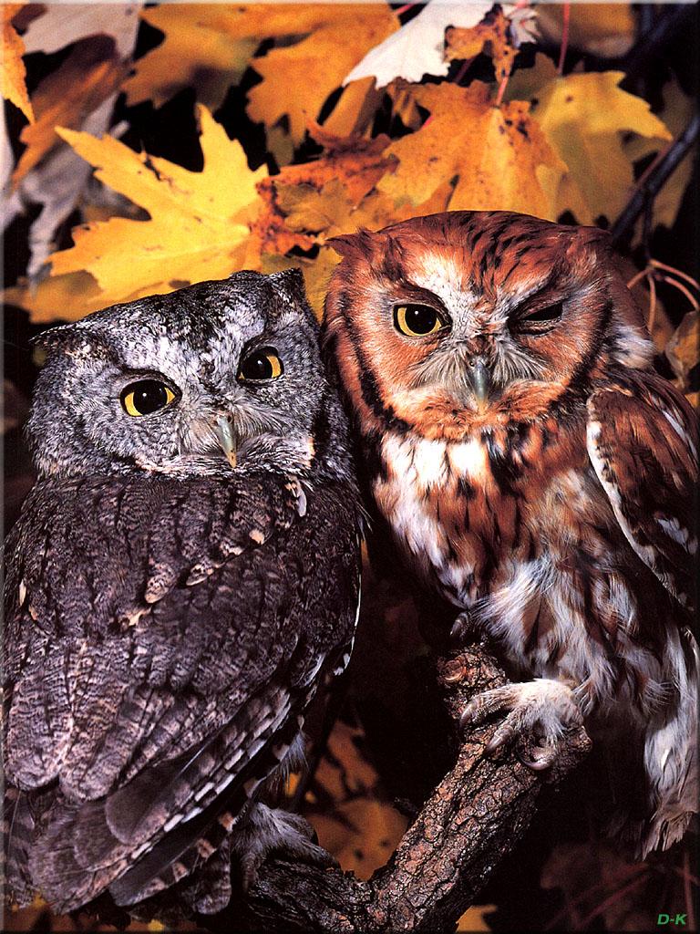dk 061 Eastern Screech Owls.jpg