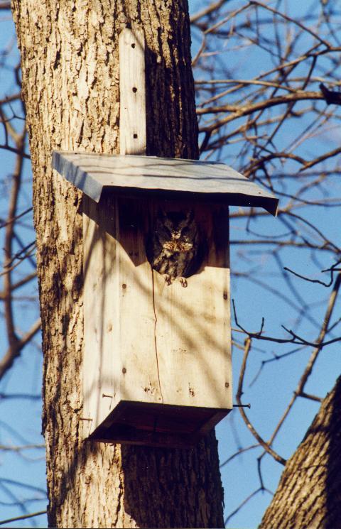 Eastern Screech Owl 1-in bird house.jpg