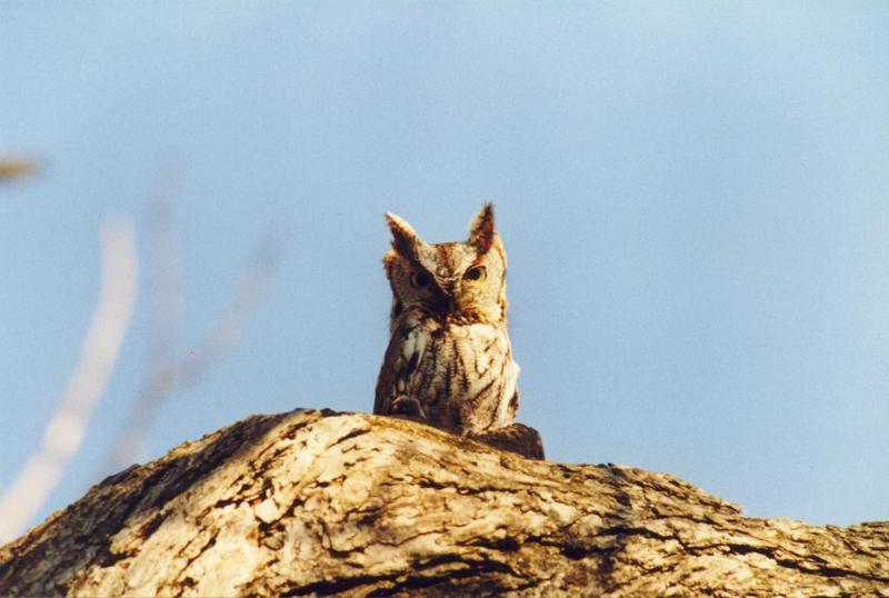 Eastern Screech Owl 2-on tree.jpg