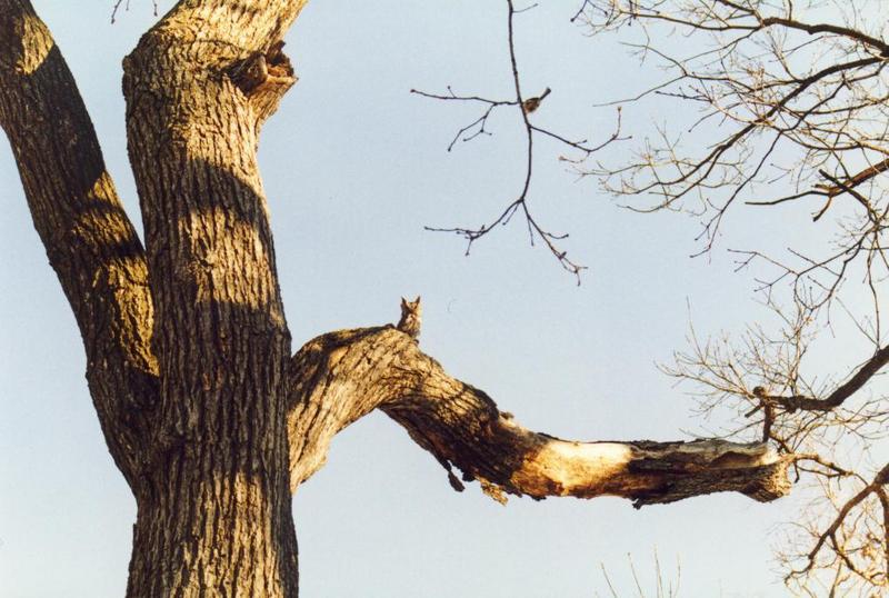 Eastern Screech Owl 3-on tree.jpg