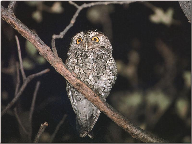Whiskered Screech Owl On Branch.jpg