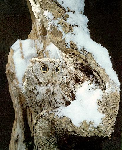 Whiskered Screech Owl-1-in log hole on snow tree.jpg