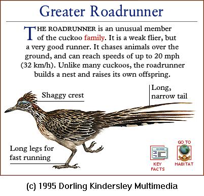 DKMMNature-Bird-Greater Roadrunner.gif
