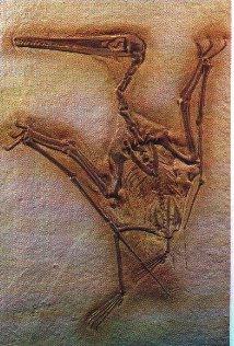Flying Dinosaurus-Pterodon-fossil.jpg