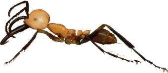 Army Ant-Eciton burchelli.jpg