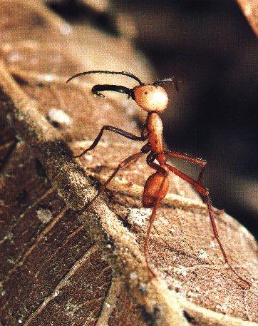 Army Ant-On Leaf.jpg