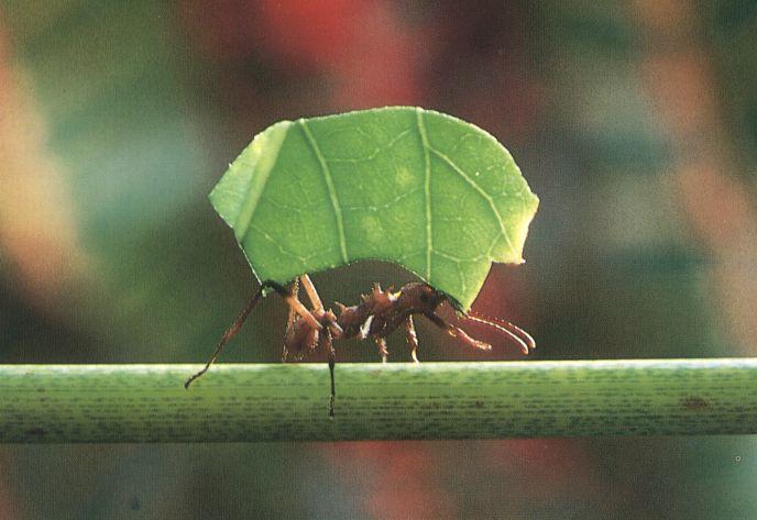 Leaf-cutter Ant.jpg