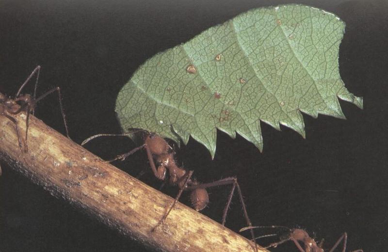 Leaf-cutter Ants-Carrying Leaf-On Log.jpg