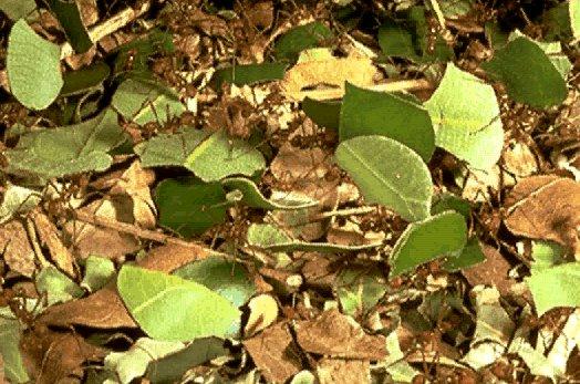 NGS-Leaf-Cutter Ants-Carrying Leaves.jpg