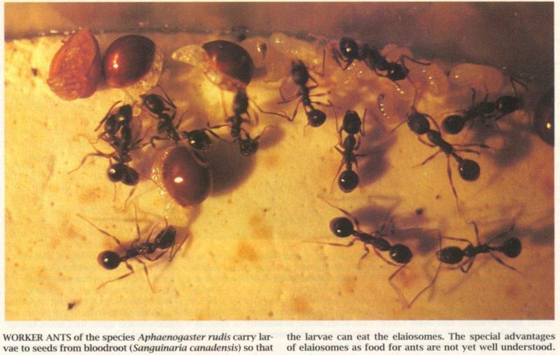 mieren aphaenogaster rudis.jpg
