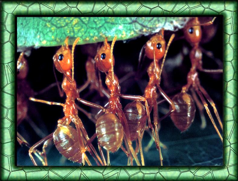 zfox bugs01 b1 weaver ants at work.jpg