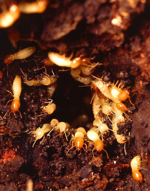 Formosan Subterranean Termites 001.jpg