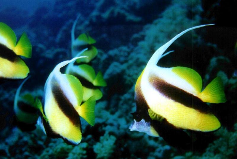 15 11-Bannerfishes-pair closeup.jpg