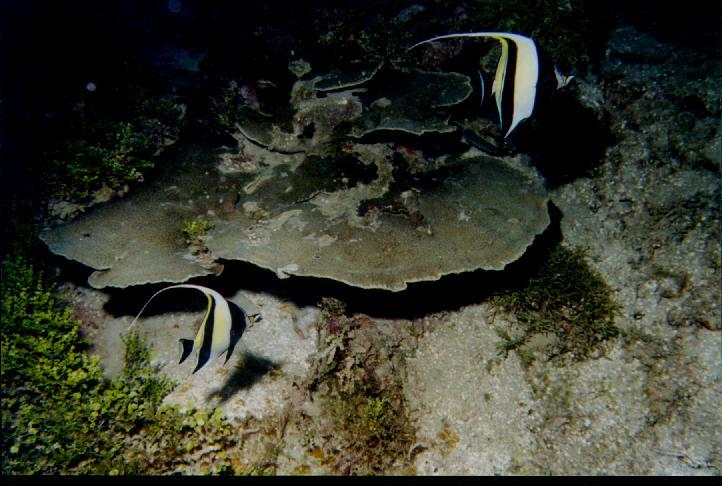 Angelfish-Bannerfishes pair.jpg