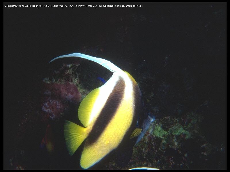 deepsea-Bannerfish closeup-sub00042.jpg
