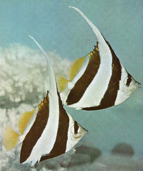 Tropical Fish 12-2 Bannerfishes.jpg