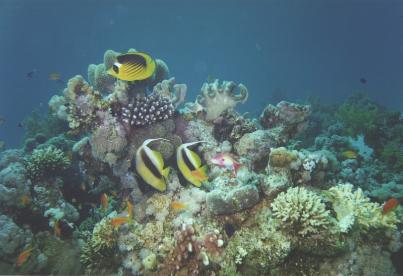 Two bannerfishes and slashed butterflyfish.JPG