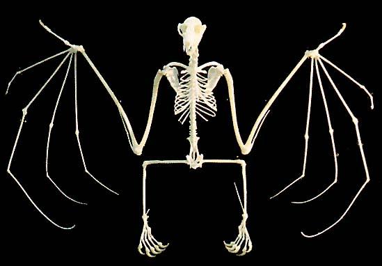 CHIROPTERA-Skeleton Bat.jpg