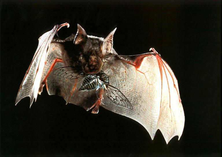 KsW-BatC-bgn-sm-CHIROPTERA-in flight with cicada in mouth.jpg