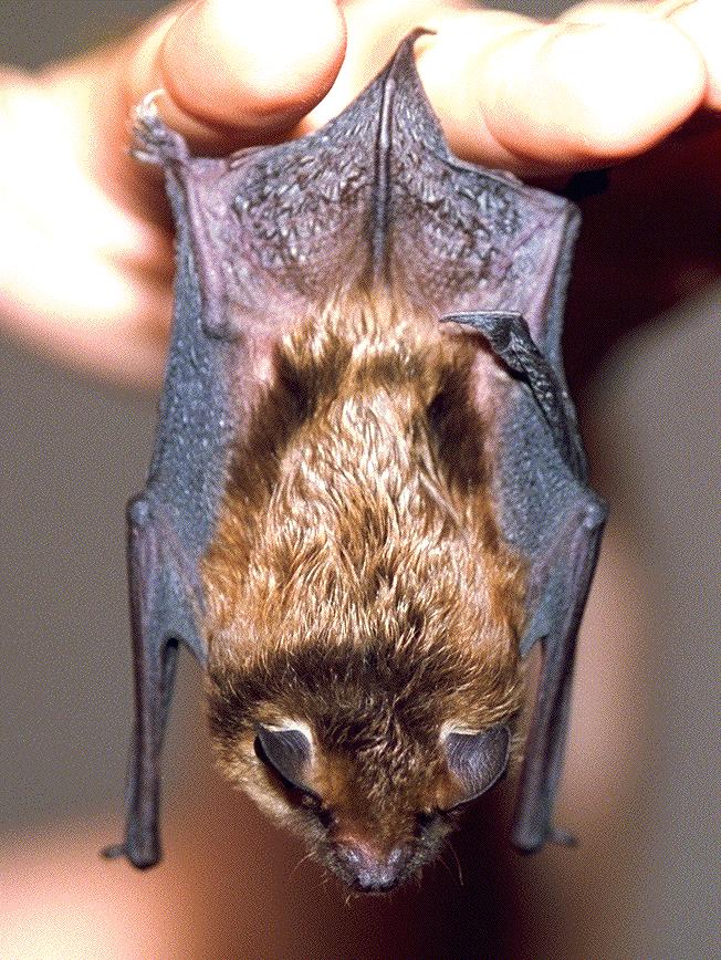 CHIROPTERA-Big Brown Bat-hanging fingers.jpg