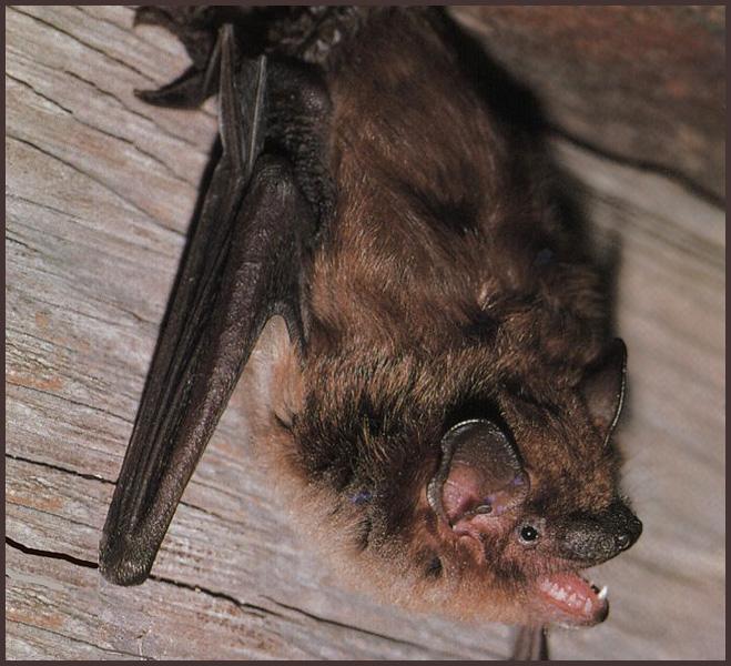 CHIROPTERA-Big Brown Bat 01-snarls on wall.jpg