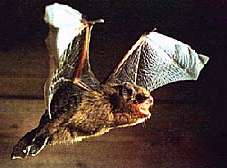 com pip2-CHIROPTERA-Common Pipistrelle Bat in flight.jpg