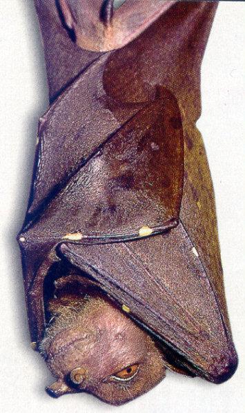 lj CommonTube-Nosed Bat-New Guinea.jpg