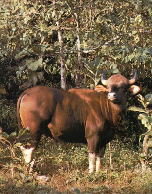 Awhat11-Wild Cow-Gaur.jpg