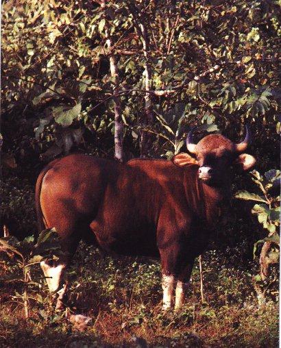 Indian Wild Cow-gaur.jpg