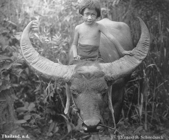 Siamese Boy-Riding-Great Horned Cow-Asian Water Buffalo.jpg