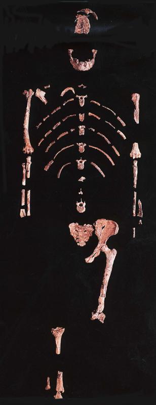 Australopithecus  afarensis1.JPG