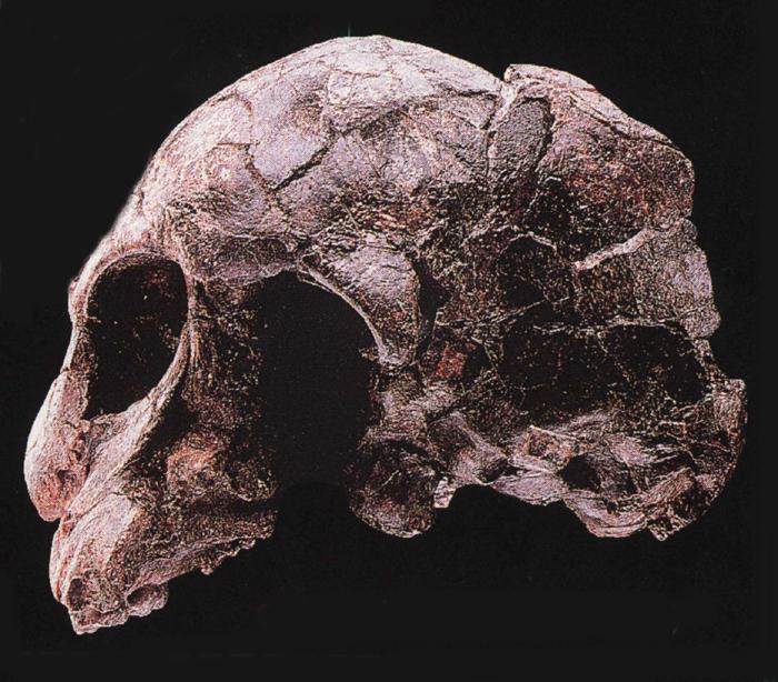 Australopithecus  afarensis.JPG