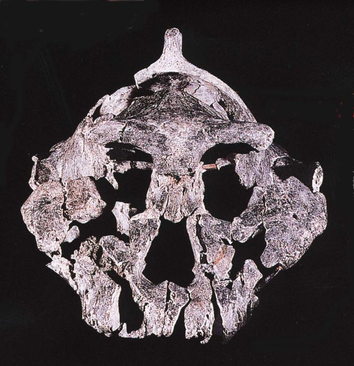 Australopithecus aethiopicus.JPG